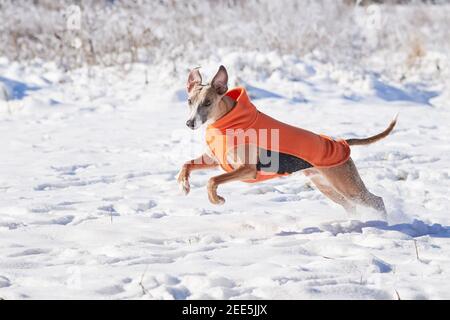Chien de race blanche qui court dans la neige et qui porte un manteau d'hiver. Chien de race anglaise ou chien d'arrêt Banque D'Images
