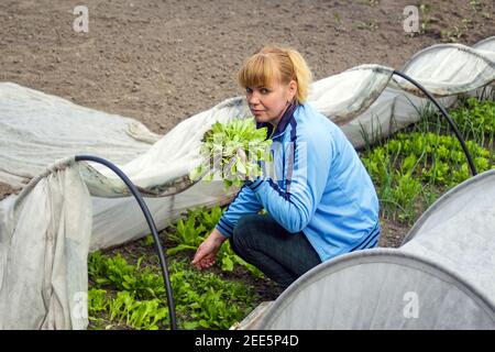 Une femme blonde européenne aux cheveux froncés dans un chandail bleu tient dans ses mains une récolte de laitue parmi les serres domestiques. Gris flou, blanc, vert Banque D'Images