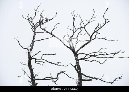 Arbre sans feuilles en hiver avec un oiseau debout la branche Banque D'Images