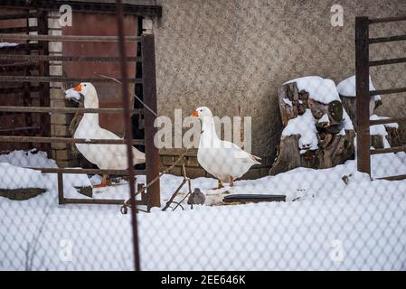 Bernaches domestiques blanches sur une petite ferme de village derrière la clôture en hiver sur la neige Banque D'Images