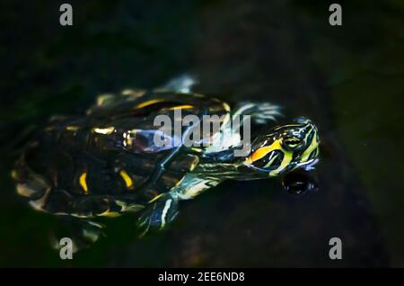 Une tortue à ventre rouge de l'Alabama nage dans un aquarium au Dauphin Island Sea Lab et à l'Estuarium de Dauphin Island, en Alabama. Banque D'Images