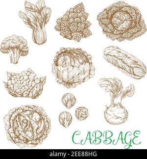 Cabbages légumes trie les esquisses vectorielles. Ensemble de légumes feuillus chou ou chou-fleur blanc et rouge, brocoli chinois napa et romanesco, chou-rave an Illustration de Vecteur