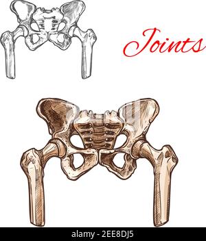 Les os du bassin humain et les articulations sacrum vecteur esquisse l'icône de l'anatomie du corps. Symbole isolé du bassin rénal ou de la partie du rachis de la structure du squelette pour l'anatomie Illustration de Vecteur