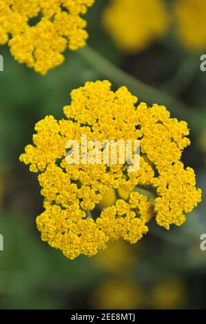 Arrow (Achillea filipendulina) Le couronnement doré fleurit dans un jardin en mai Banque D'Images