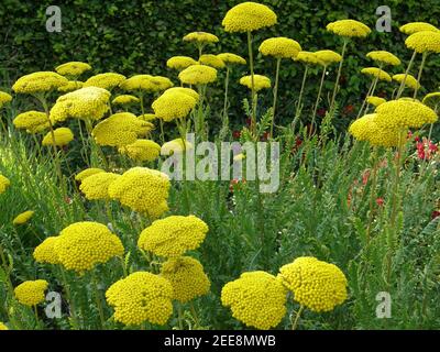 Flèche jaune (Achillea filipendulina) La variété Parker fleurit dans un jardin en août Banque D'Images