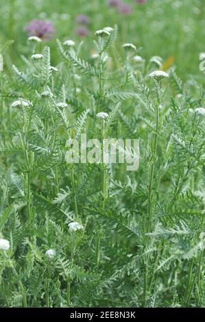 Fleurs d'un yarrow commun (Achillea millefolium) dans un jardin en mai Banque D'Images