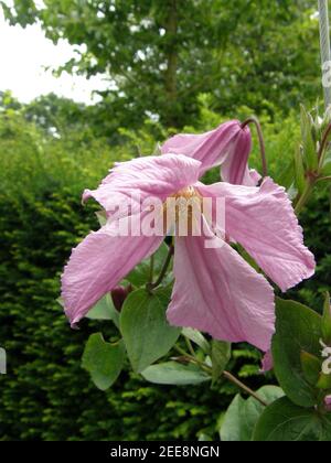 Rose Clematis integrifolia Alionushka fleurit dans un jardin en juillet Banque D'Images