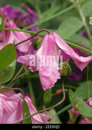 Rose Clematis integrifolia Alionushka fleurit dans un jardin en juillet Banque D'Images