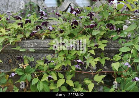 Le prince noir Clematis viticella violet très foncé fleurit dans un jardin en juillet Banque D'Images