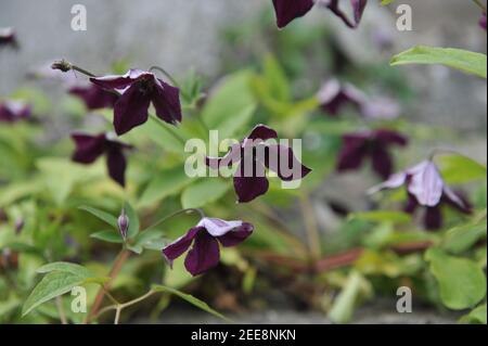 Le prince noir Clematis viticella violet très foncé fleurit dans un jardin en juillet Banque D'Images