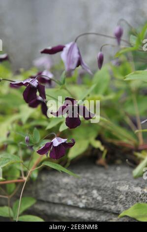 Le prince noir Clematis viticella violet très foncé fleurit dans un jardin en juillet Banque D'Images