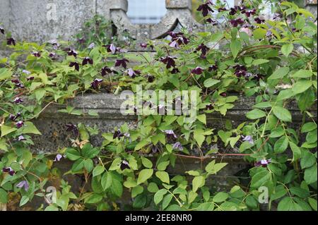 Le prince noir Clematis viticella violet très foncé fleurit dans un jardin en juillet Banque D'Images