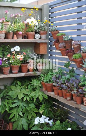 Pétunia, nemesia, succulents et plantules de légumes en terre cuite et pots en bois sur des étagères de clôture dans un jardin Banque D'Images