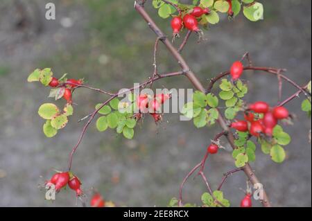 Hanches rouges de l'espèce Rosa forrestiana dans un jardin dans Septembre Banque D'Images