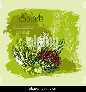 Salades et laitue fraîche ou légumes-feuilles récolte de salade de feuilles d'oakleaf ou de maïs, feuille de gotukola et cresson avec épinards, collard et swis Illustration de Vecteur