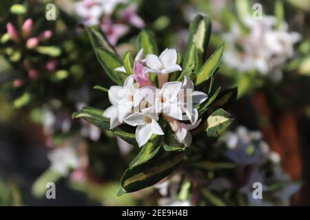 Des grappes de daphne burkwoodii fleurissent en pleine floraison Banque D'Images