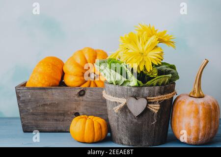 Citrouille, courge et fleurs. Belle composition de fleurs jaunes en pot de fleurs en bois, et légumes gros plan sur fond bleu en bois Banque D'Images
