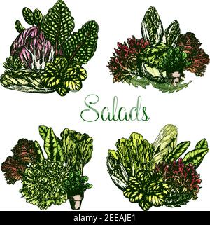 Salades et pains aux lettres. Ensemble vectoriel de légumes feuillus récolte d'arugula ou pak choi et chicorée, feuille d'oakleaf ou de maïs salade et cresson, gotukola Illustration de Vecteur