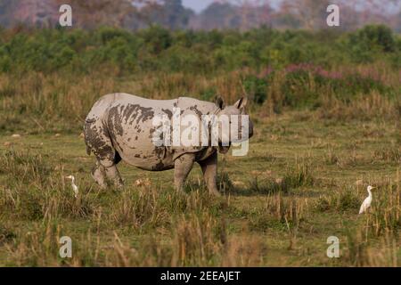 Rhinocéros indiens également connus comme des rhinocéros plus grands à une cornée, avec des prairies du parc national de Kaziranga, Assam, Inde, en milieu de journée en hiver Banque D'Images