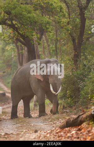 Éléphant d'Asie adulte avec défenses debout sur le match Sentier dans la réserve de tigres de Corbett, dans l'État d'Uttarakhand, en Inde Banque D'Images