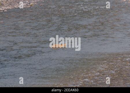 Tigre du Bengale adulte traversant la rivière Ramganga pendant un après-midi d'été au parc national de Corbett, Uttarakhand, Inde Banque D'Images