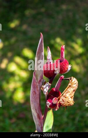 Formation de gousses de graines d'un Lily de Canna après que la floraison s'est estompée, un autre ensemble de fleurs se prépare à s'ouvrir. Banque D'Images