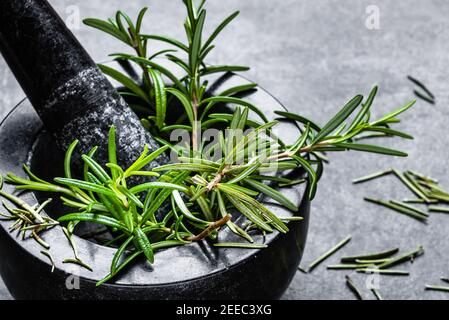 Plante de romarin frais dans le mortier. Herbe vert romarin du jardin. Banque D'Images