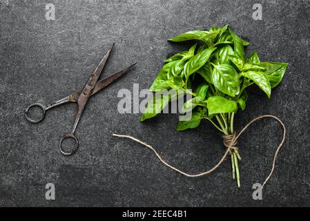 Herbes fraîchement récoltées de basilic vert, herbes fraîches du jardin sur fond sombre Banque D'Images