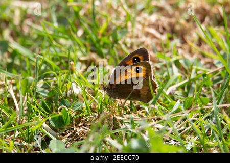 Papillon de gardien (Pyronia tithonus) reposant dans l'herbe Banque D'Images