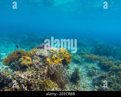 Paysage sous-marin avec poissons tropicaux et récif de corail. Corail vibrant sur fond de mer. Animal marin dans la nature sauvage. Vue sur le récif de corail. Bord de mer tropical Banque D'Images