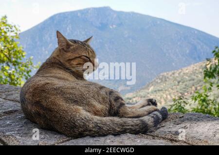 Content Cat sur un mur à flanc de falaise en Delphi Banque D'Images