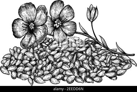 Fleurs et graines de lin dessinées à la main. Croquis dessinés à la main illustration vectorielle sur fond blanc dans le style vintage. Illustration de Vecteur