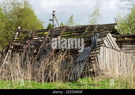 Ancien toit d'un hangar de village dans un village abandonné et surcultivé sans peuple (région de Pskov, Russie) Banque D'Images