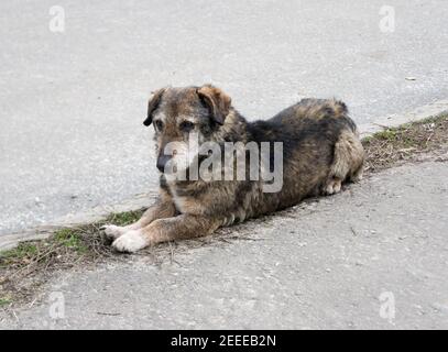 Chien errant sans abri sur fond d'asphalte Banque D'Images