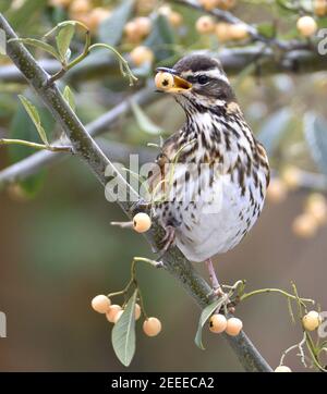 Redwing (Turdus iliacus) se nourrissant de baies de Cotoneaster dans un jardin en hiver. Kent, Royaume-Uni (février 2021) Banque D'Images