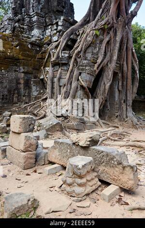 Strangler fig distinctif à Ta Som temple, Angkor, Siem Reap, Cambodge Banque D'Images
