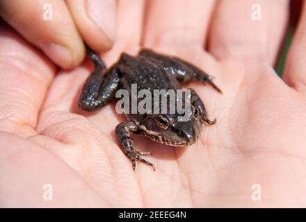 Petit lac frog assis sur une main Banque D'Images