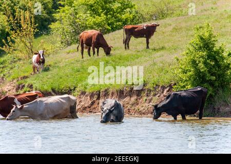 Les vaches viennent boire l'eau du lac dans village Banque D'Images