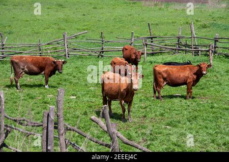 Les vaches bissent dans le village corral Banque D'Images