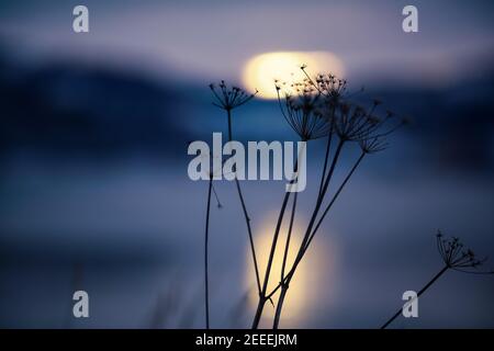 Crépuscule froid d'hiver au fjord de Trondheim avec silhouette de plante, gros plan Banque D'Images