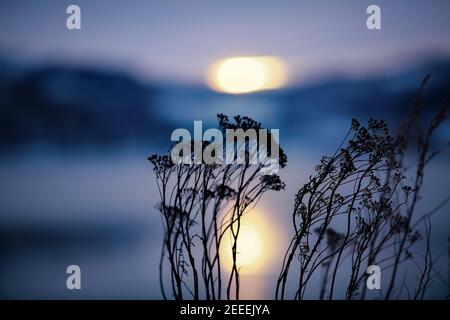 Crépuscule froid d'hiver au fjord de Trondheim avec silhouette de plante, gros plan Banque D'Images