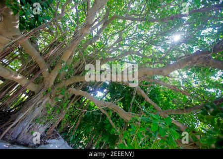 Grand arbre banyan à Biyadhoo Island, Maldives Banque D'Images