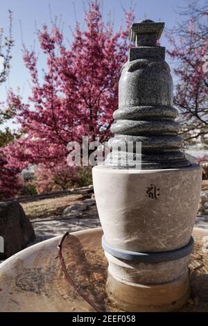 Jérusalem, Israël. 16 février 2021. Les cerisiers en fleurs japonais Sakura, de l'espèce Prunus campanulata, fleurissent dans les jardins botaniques de l'Université hébraïque, coïncidant avec la réouverture après verrouillage. Crédit : NIR Amon/Alamy Live News Banque D'Images