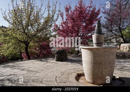 Jérusalem, Israël. 16 février 2021. Les cerisiers en fleurs japonais Sakura, de l'espèce Prunus campanulata, fleurissent dans les jardins botaniques de l'Université hébraïque, coïncidant avec la réouverture après verrouillage. Crédit : NIR Amon/Alamy Live News Banque D'Images