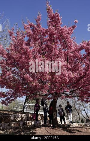 Jérusalem, Israël. 16 février 2021. Les cerisiers en fleurs japonais Sakura, de l'espèce Prunus campanulata, fleurissent dans les jardins botaniques de l'Université hébraïque, coïncidant avec la réouverture après verrouillage. Crédit : NIR Amon/Alamy Live News Banque D'Images