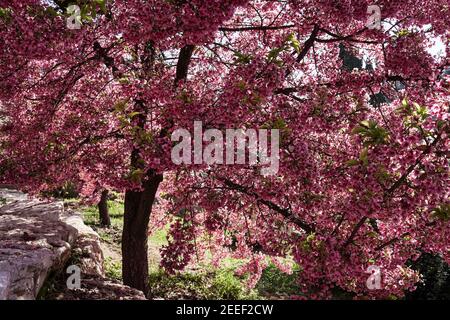 Jérusalem, Israël. 16 février 2021. Les cerisiers en fleurs japonais Sakura, de l'espèce Prunus campanulata, fleurissent dans les jardins botaniques de l'Université hébraïque, coïncidant avec la réouverture après verrouillage. Crédit : NIR Amon/Alamy Live News Banque D'Images