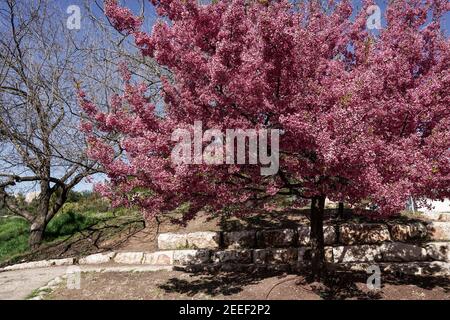 Jérusalem, Israël. 16 février 2021. Les cerisiers en fleurs japonais Sakura, de l'espèce Prunus campanulata, fleurissent dans les jardins botaniques de l'Université hébraïque, coïncidant avec la réouverture après verrouillage. Crédit : NIR Amon/Alamy Live News Banque D'Images