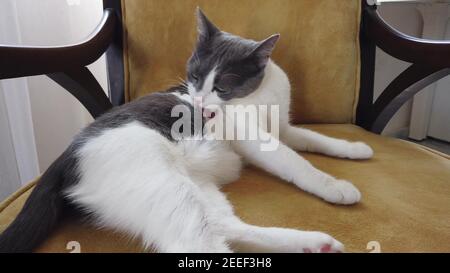 Beau chat gris et blanc léchant sa patte et propre lui-même. Banque D'Images