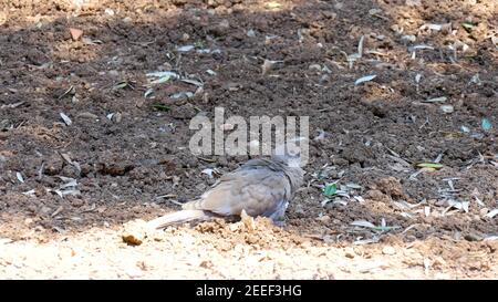 L'oiseau de Dove à col eurasien se dresse et dormir sur le sol a l'air très beau. Banque D'Images