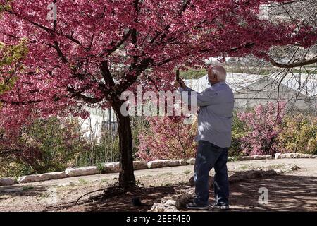Jérusalem, Israël. 16 février 2021. Les cerisiers en fleurs japonais Sakura, de l'espèce Prunus campanulata, fleurissent dans les jardins botaniques de l'Université hébraïque, coïncidant avec la réouverture après verrouillage. Crédit : NIR Amon/Alamy Live News Banque D'Images